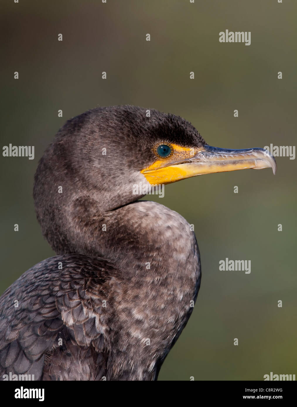 Double crested Cormorant Florida Stock Photo Alamy