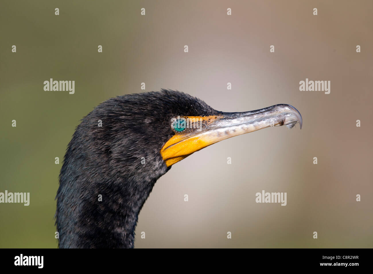 Double crested Cormorant - Florida Stock Photo