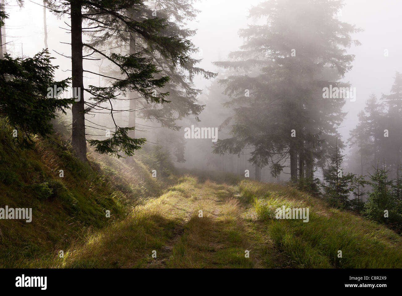 Fog in the forest Stock Photo - Alamy