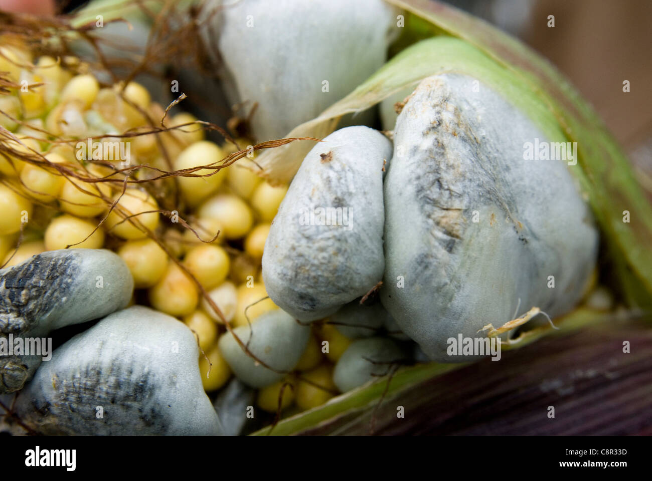 Corn fungus hires stock photography and images Alamy
