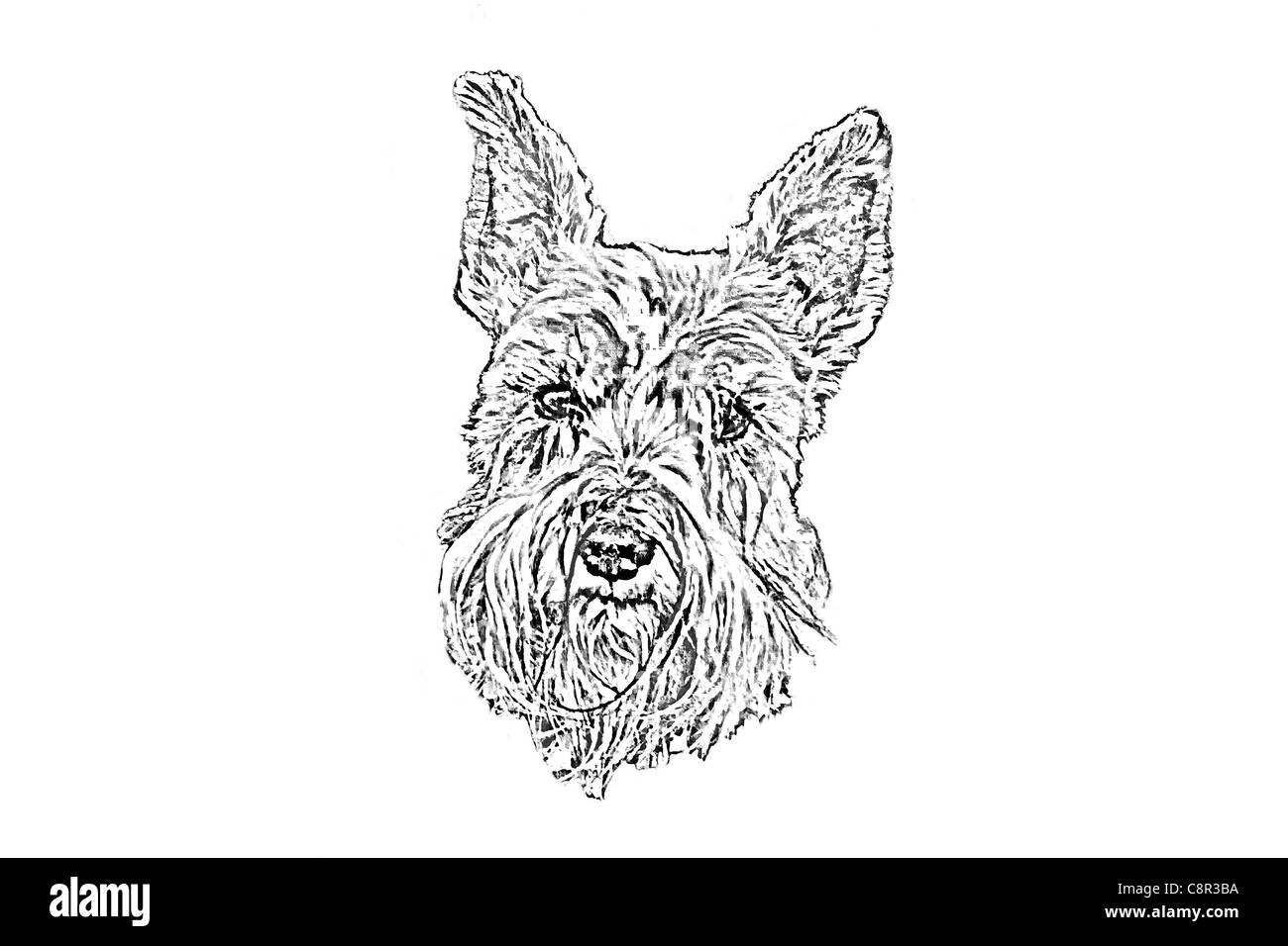 Sketch Style Portrait of a Scottish Terrier or Scottie Dog Stock Photo