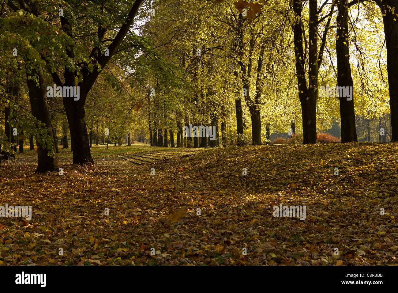 Autumn in the park Stock Photo - Alamy