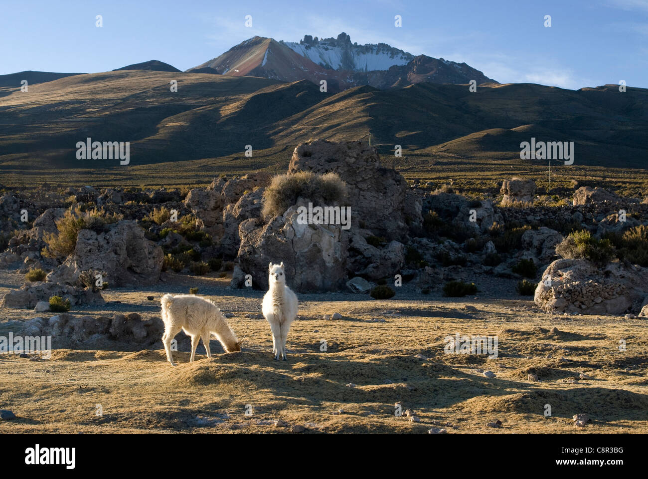 Lamas around the bolivian salt desert, Salar de Uyuni. Stock Photo
