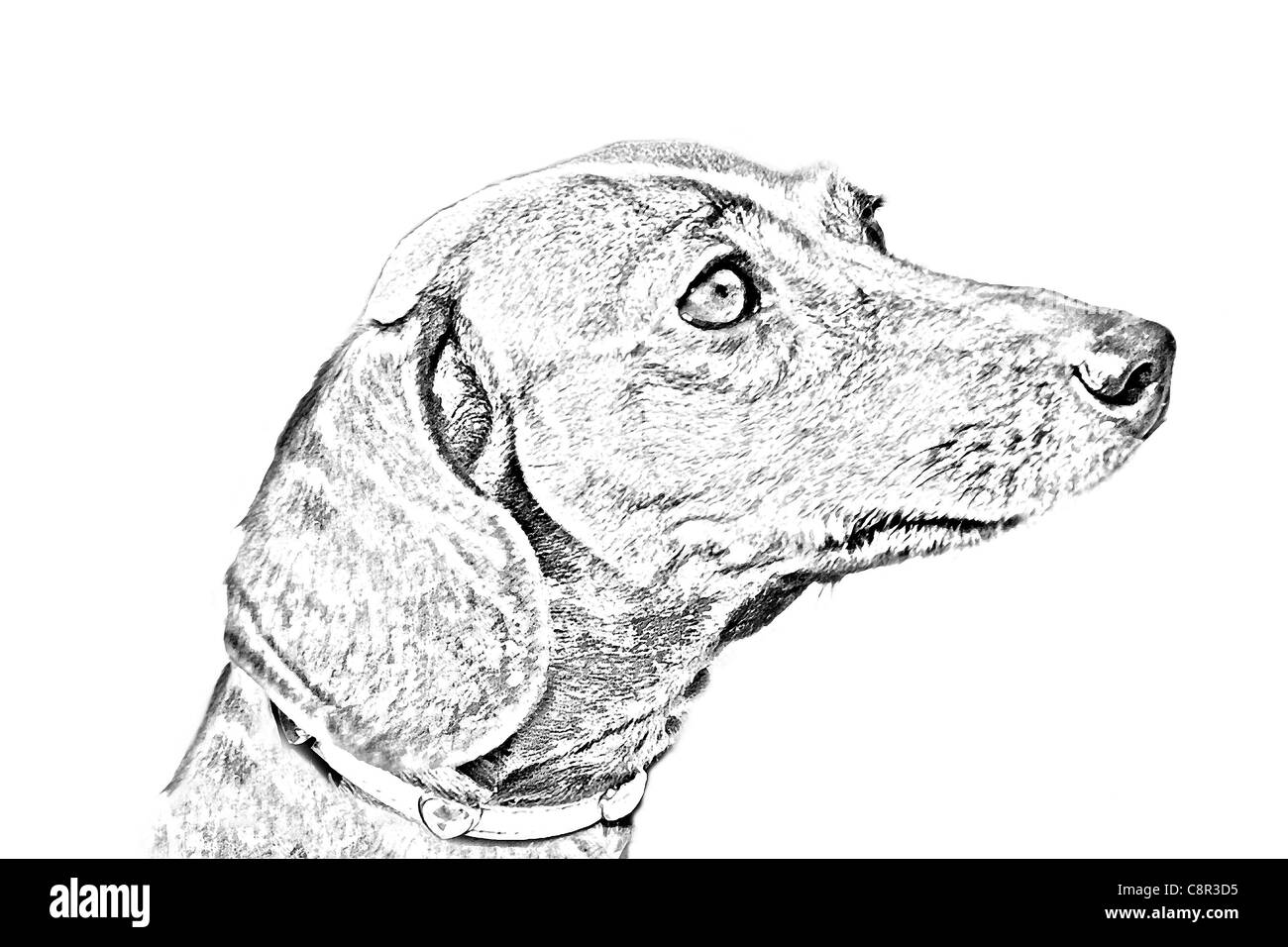 Sketch style portrait of a Dachshund or Wiener dog Stock Photo