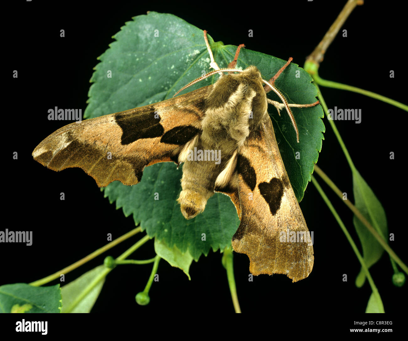 Lime hawkmoth (Mimas tiliae) adult moth on a lime leaf Stock Photo