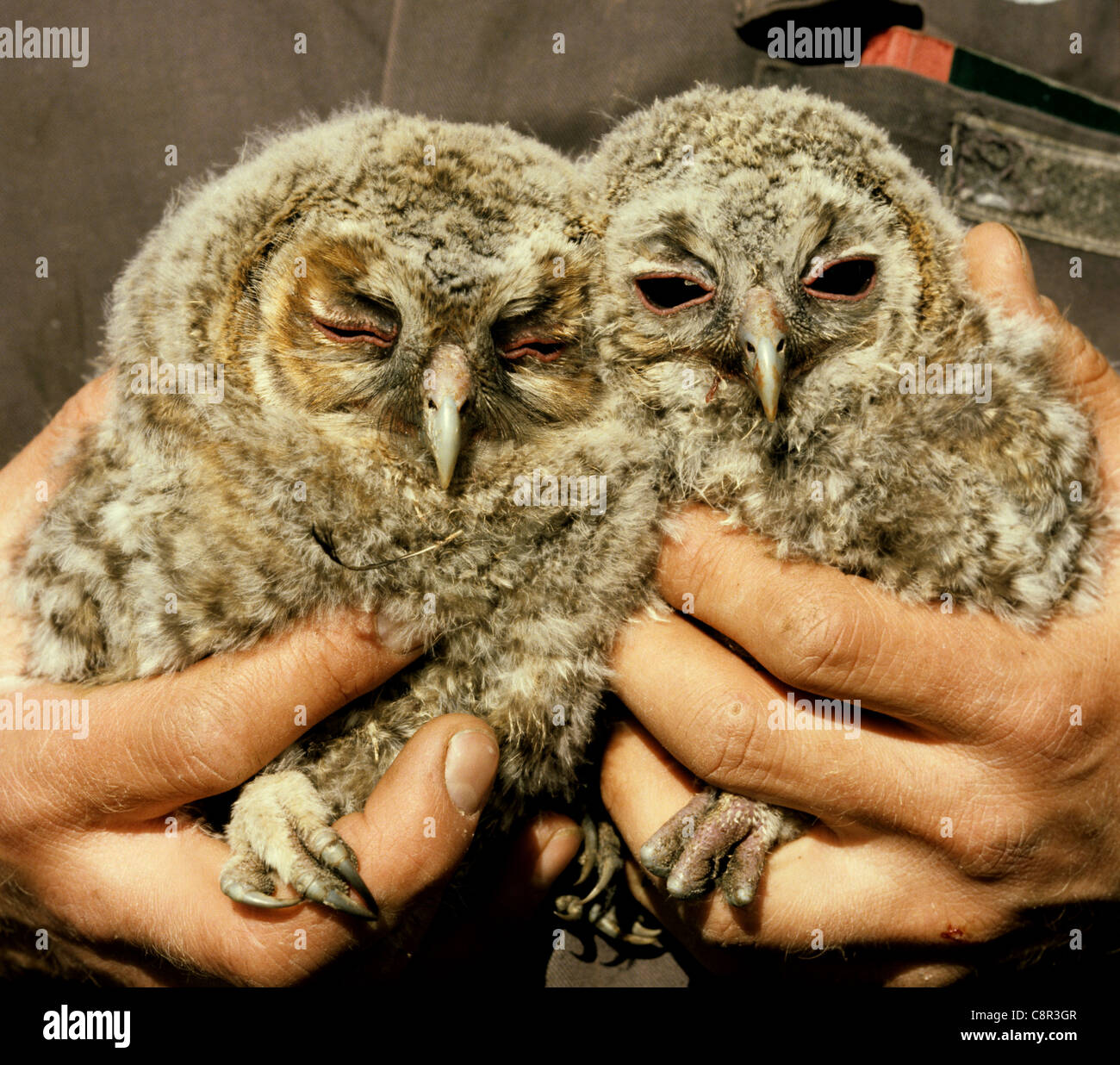 Tawny owl chicks in the hand taken from the nest for ringing Stock Photo