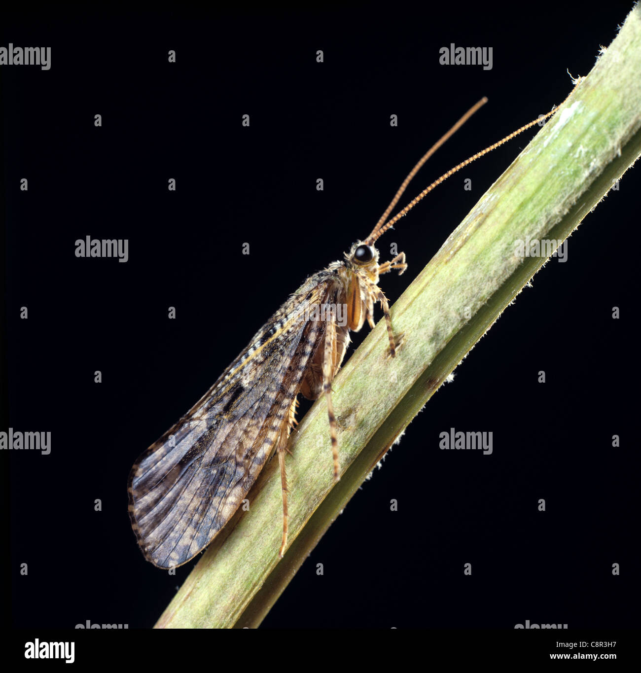 Adult caddisfly (Phryganea grandis) Stock Photo