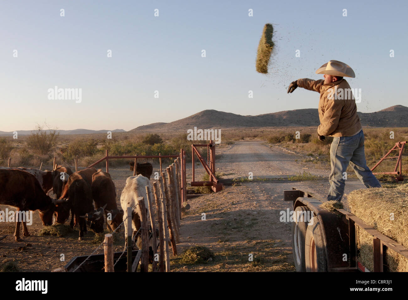 Rancher feeding cattle on a West Texas Ranch during one of the worst drought on record in this region Stock Photo