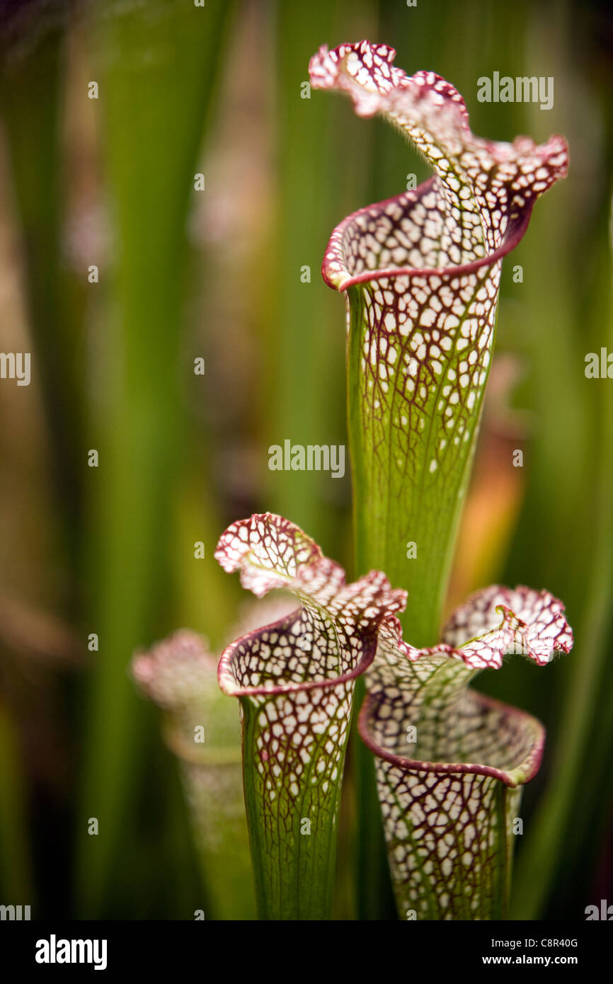 Pitcher Plant North Carolina Arboretum Asheville, North Carolina