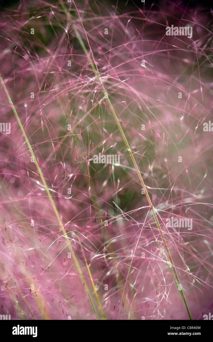 Pink Grasses in North Carolina Arboretum - Asheville, North Carolina USA Stock Photo