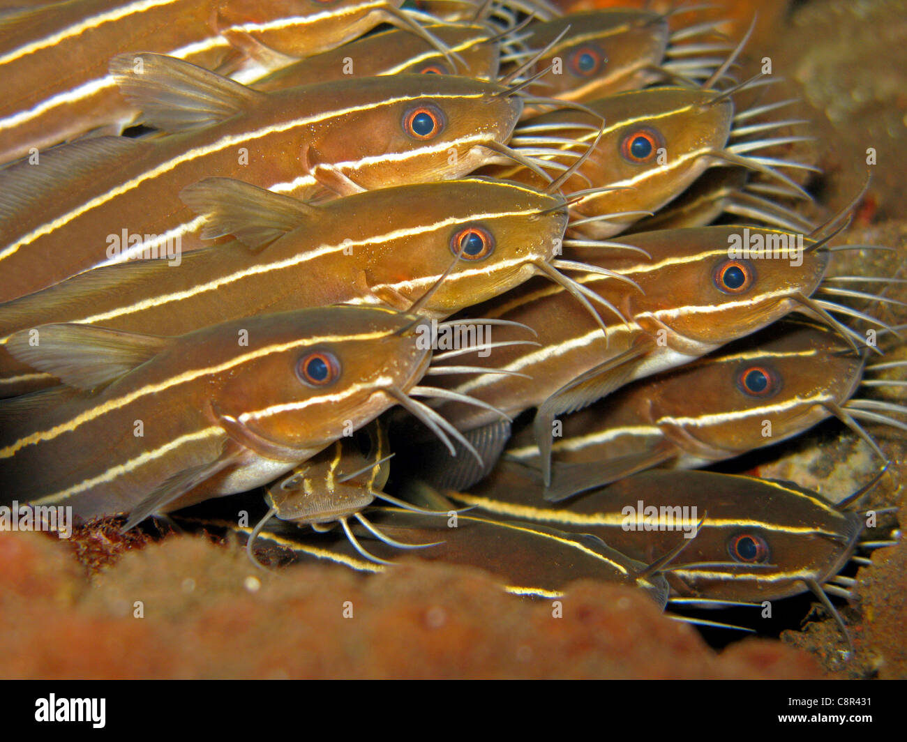 Striped eel catfish Plotosus lineatus Stock Photo Alamy