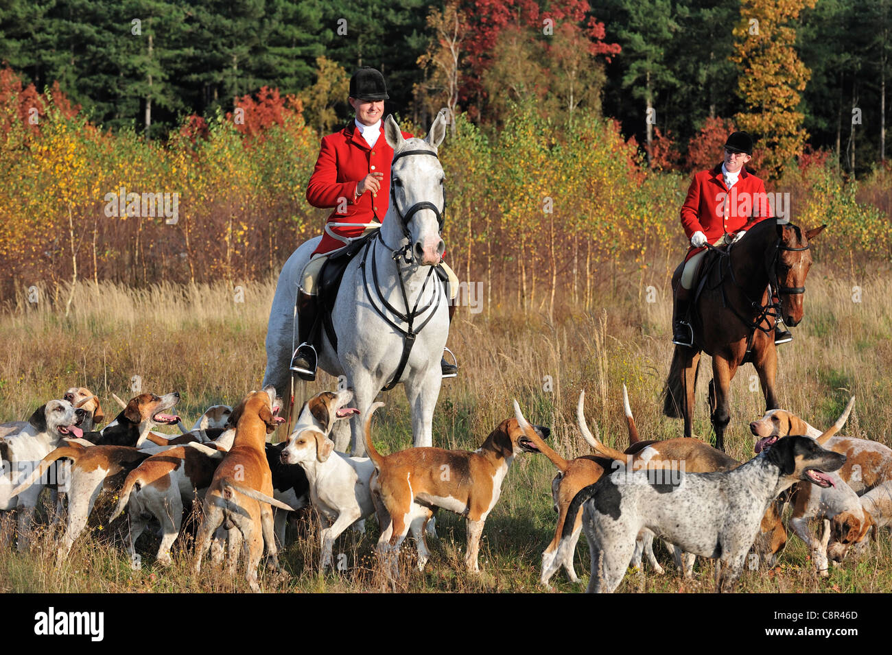Hunters wearing red coats on horseback with pack of hounds during drag