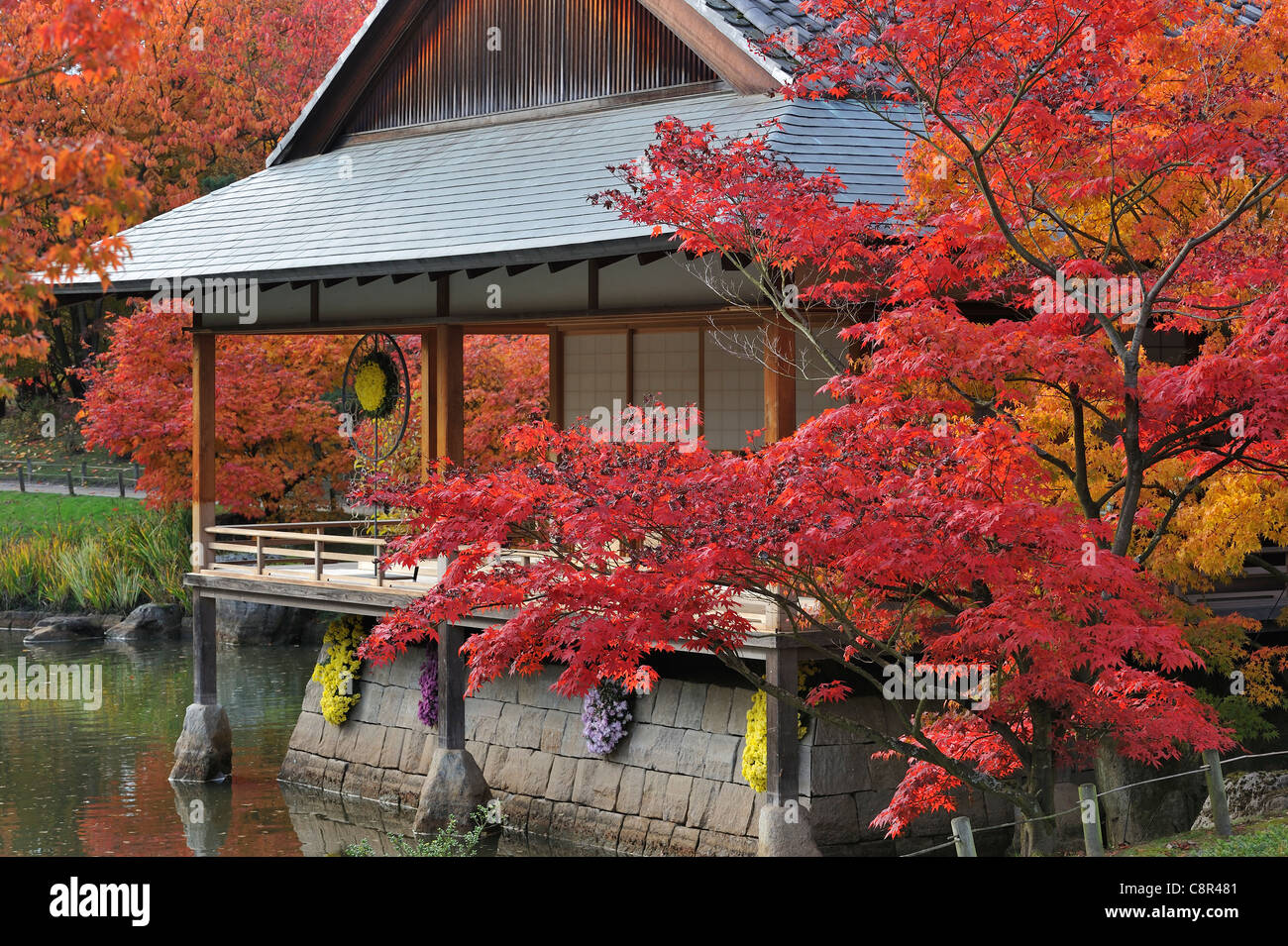 Traditional Pavilion Tea House In Japanese Garden With Tree