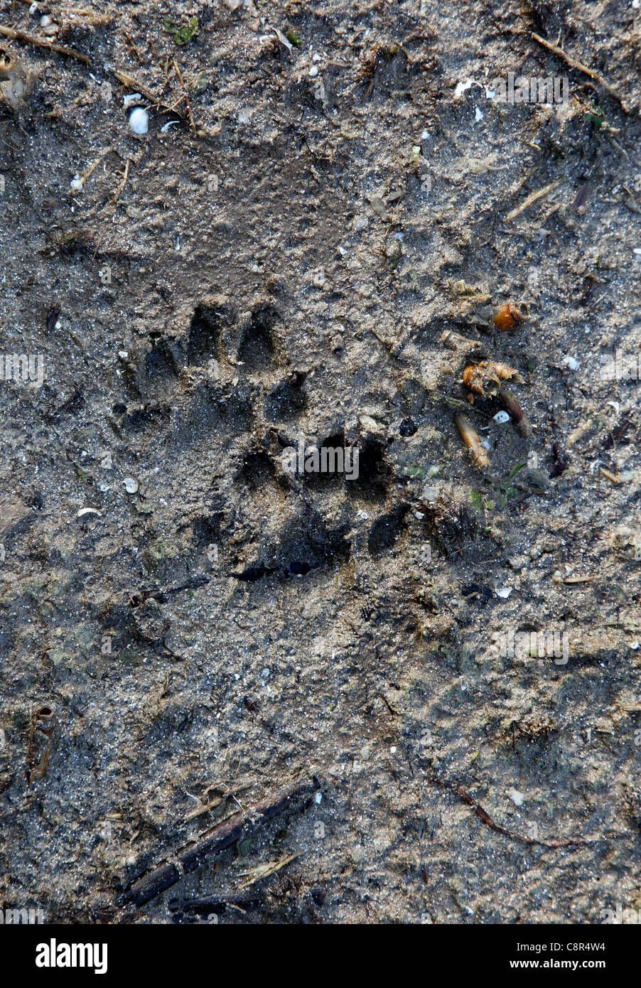 Otter Tracks In Mud