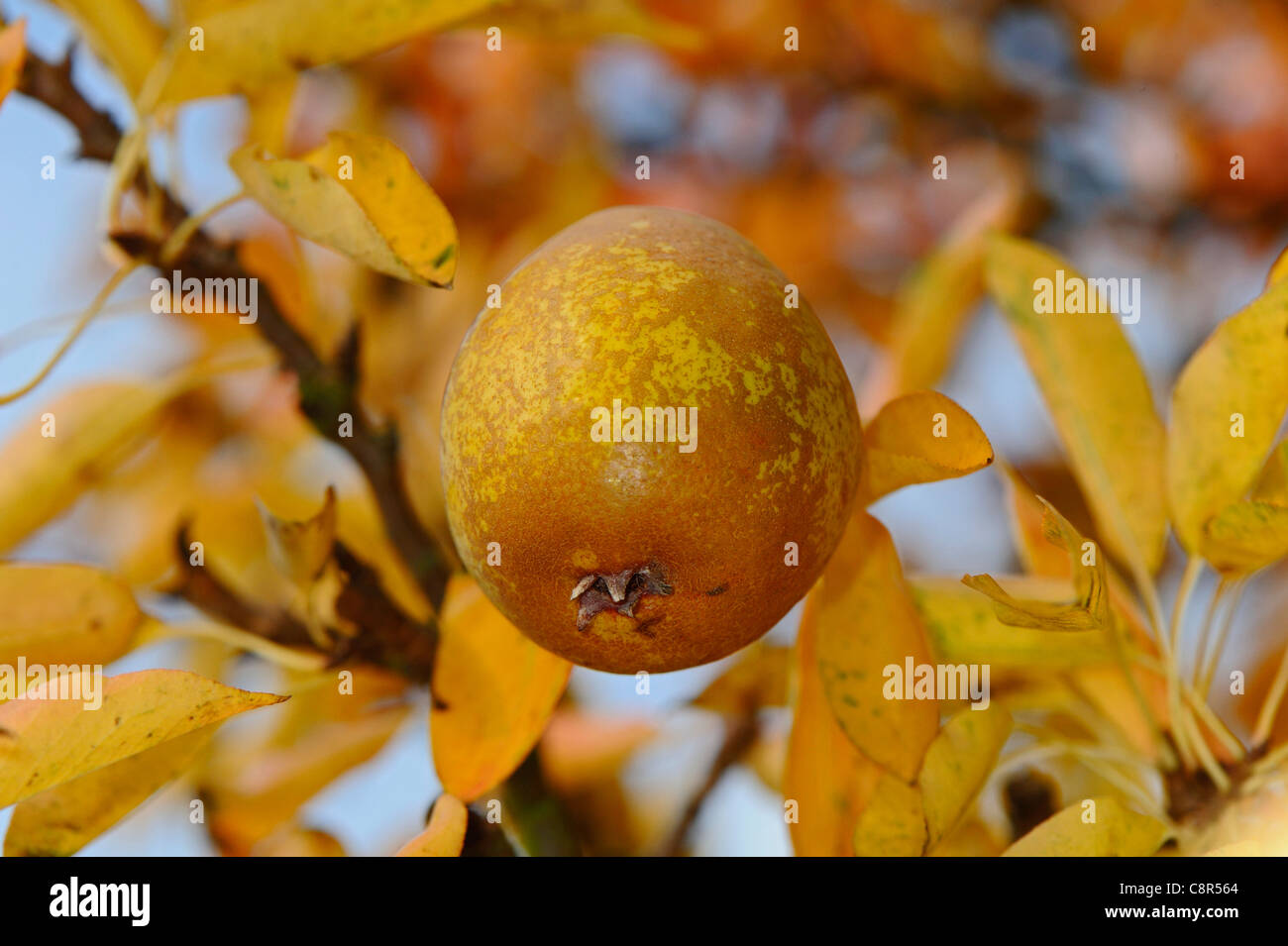 Ripe fruit of the Rocha pear with its leaves turning into their autumn