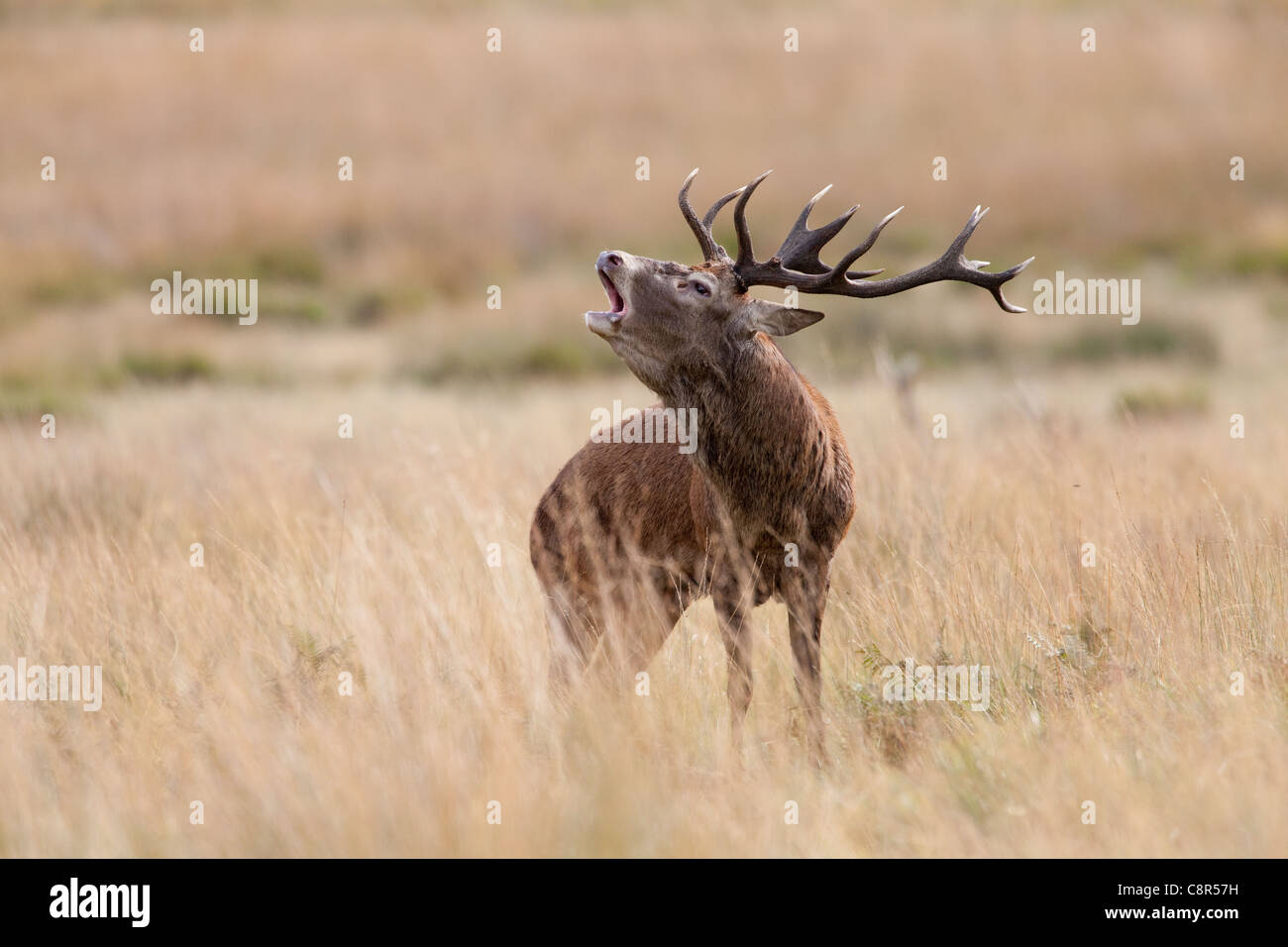 Stags during the Red Deer Rut Stock Photo