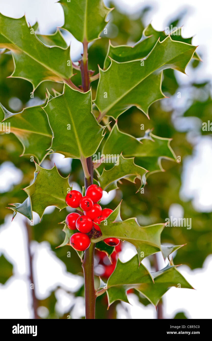 Red and ripe berries of the Holly and its green spiky leaves Stock ...