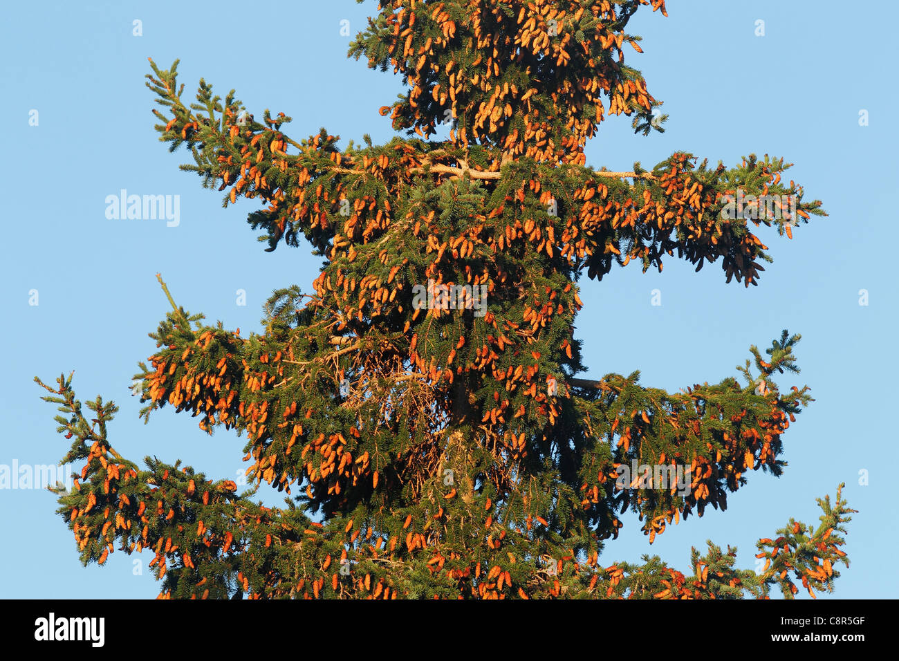 Cone laden white spruce tree, Downeast Maine, USA Stock Photo