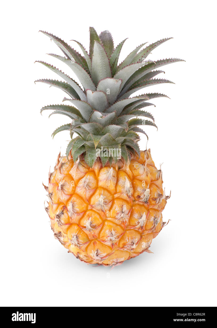 Baby pineapple isolated on white background Stock Photo