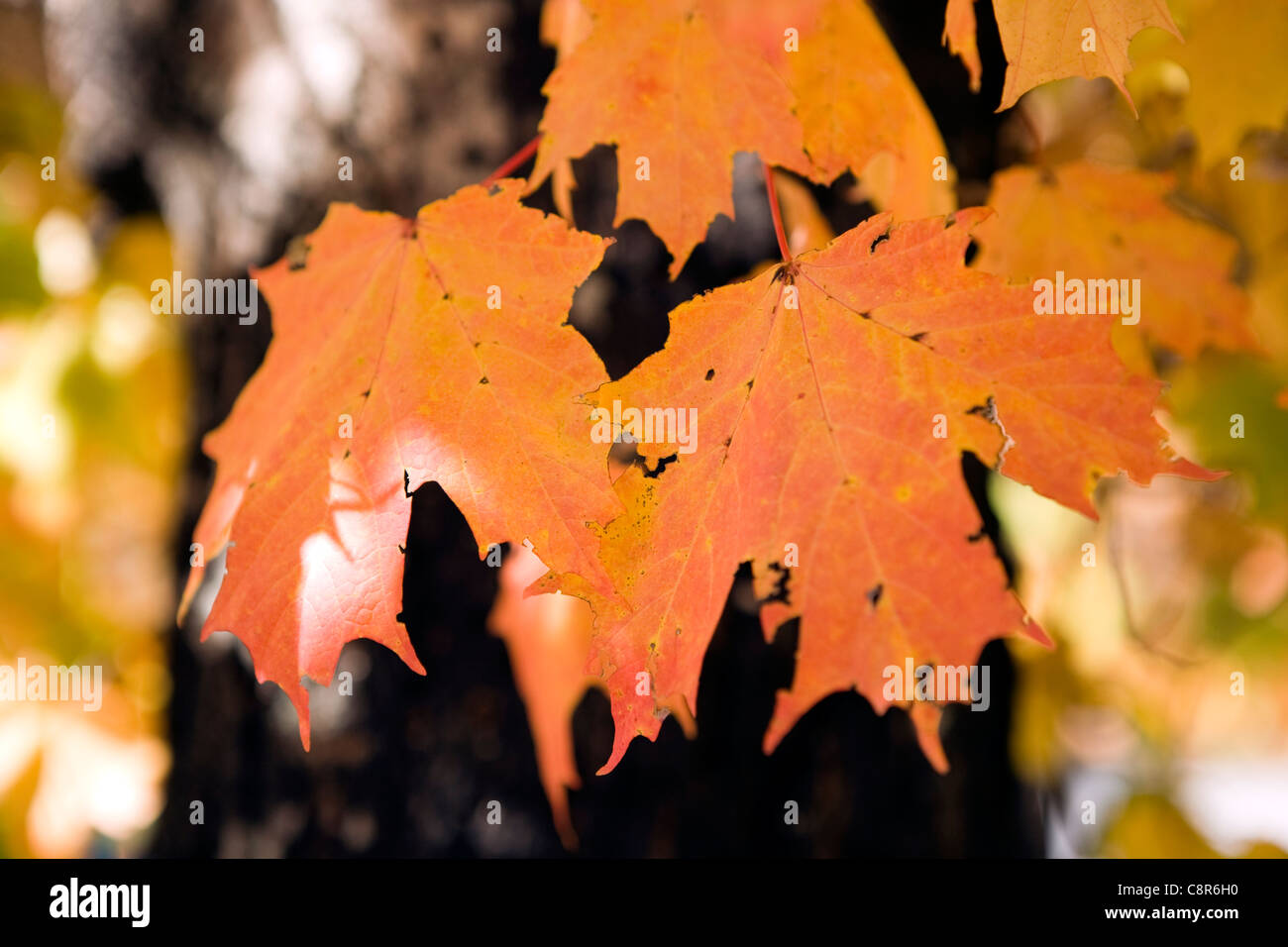 Close-up of Fall Leaves - Brevard, North Carolina USA Stock Photo