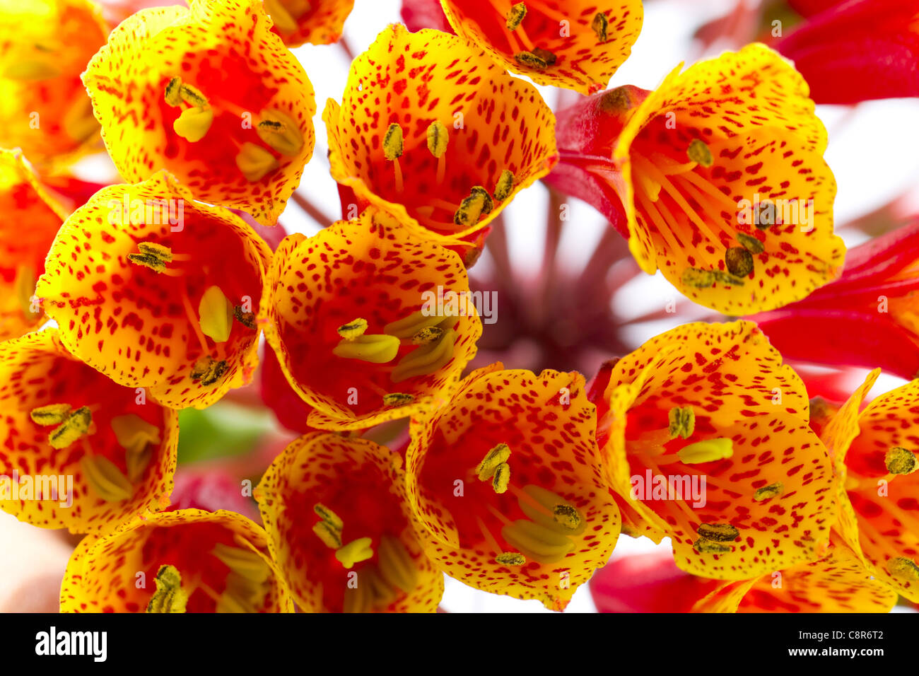 Close Up Shot Of Bomarea Sp Endemic Species From Ecuador Stock Photo