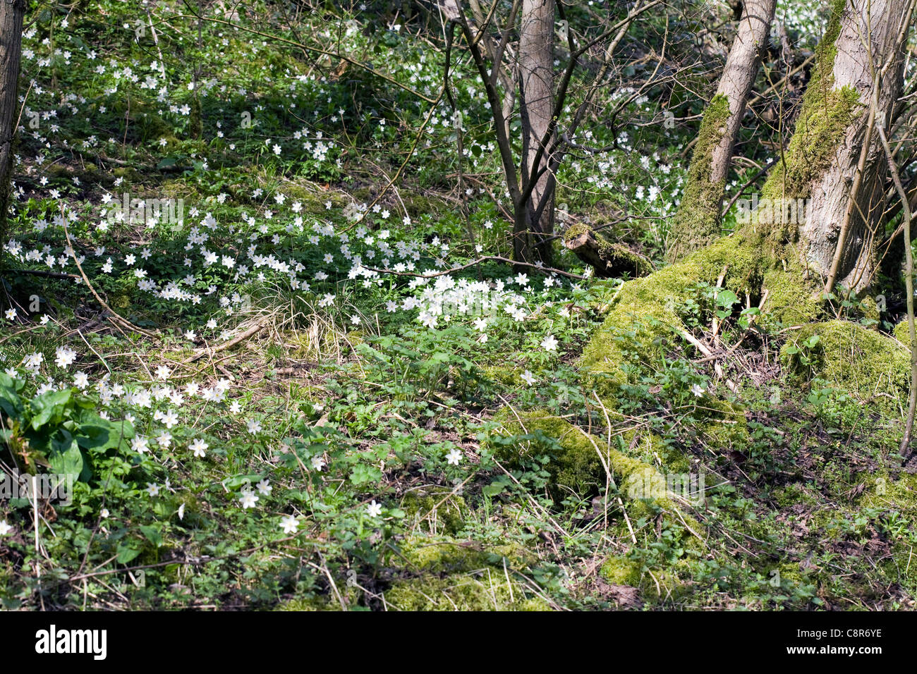 Wood Anemone Lathkill Dale Derbyshire England Stock Photo