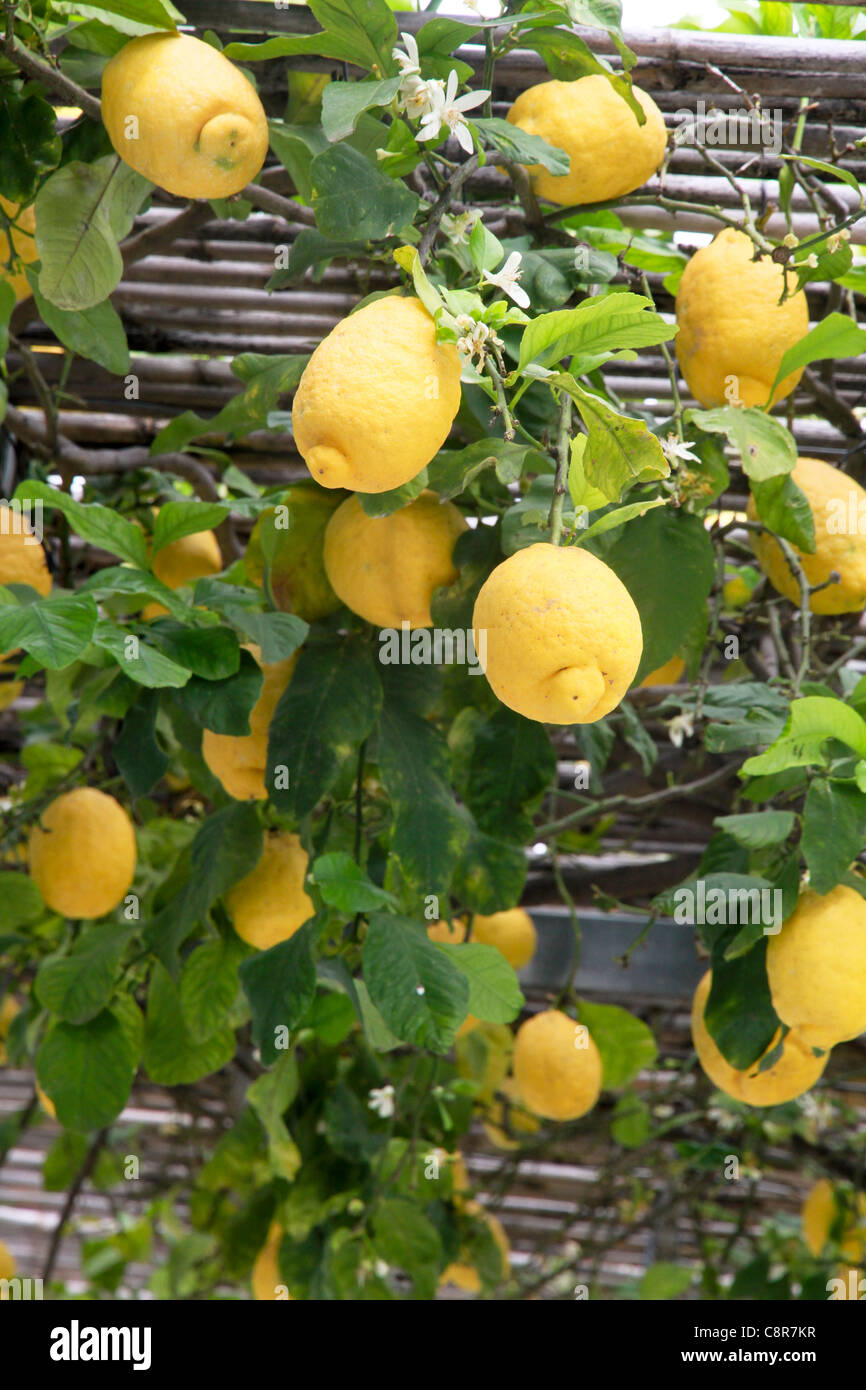 Lemons on tree and lemons Positano 'Amalfi coast' Amalfi fruits Italy Stock Photo