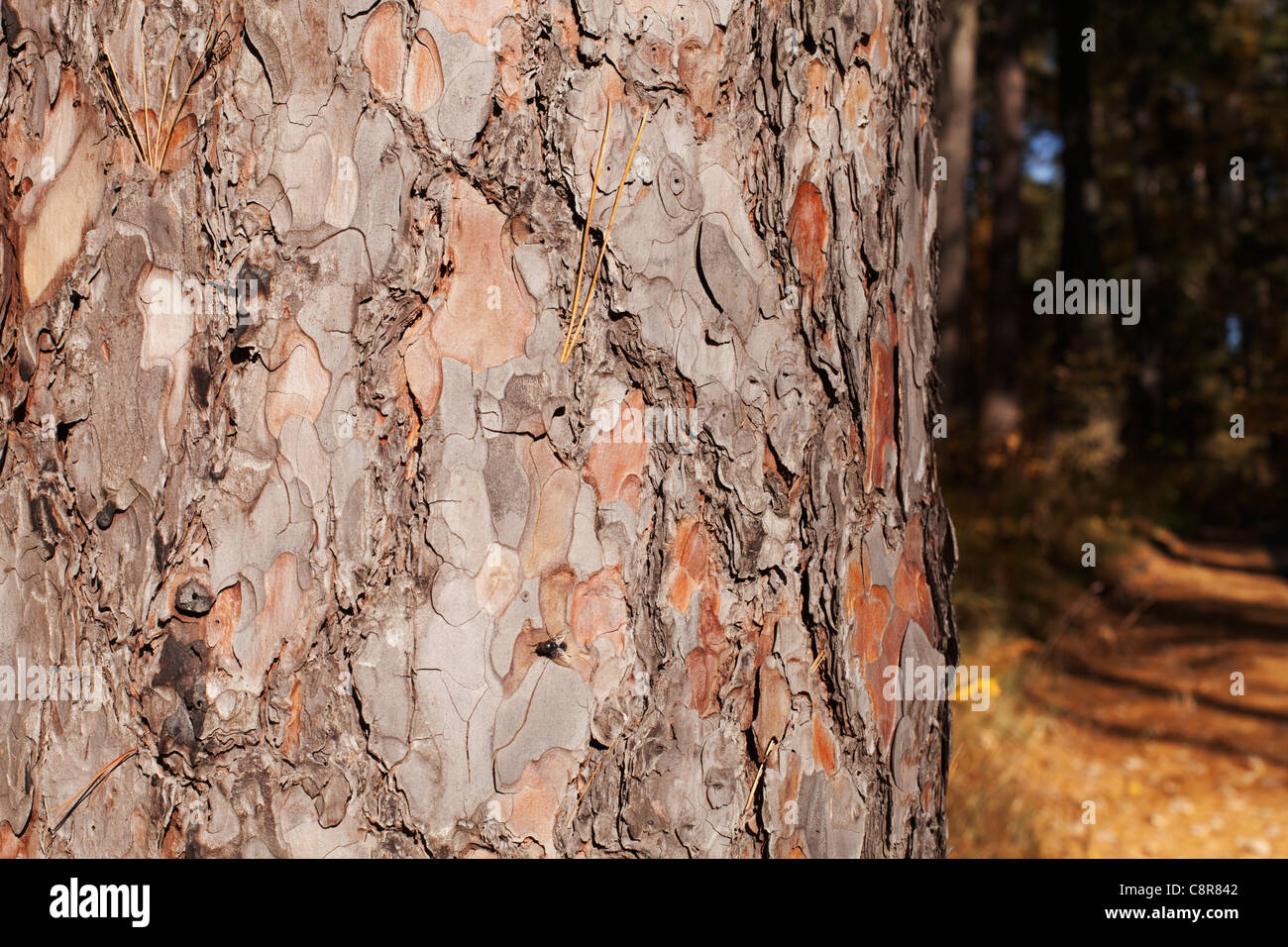 68,500+ Pine Bark Stock Photos, Pictures & Royalty-Free Images - iStock