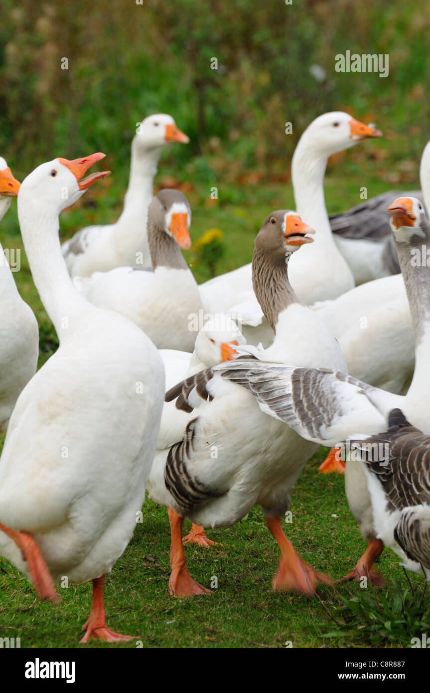 A gaggle of geese running and making noise Stock Photo Alamy