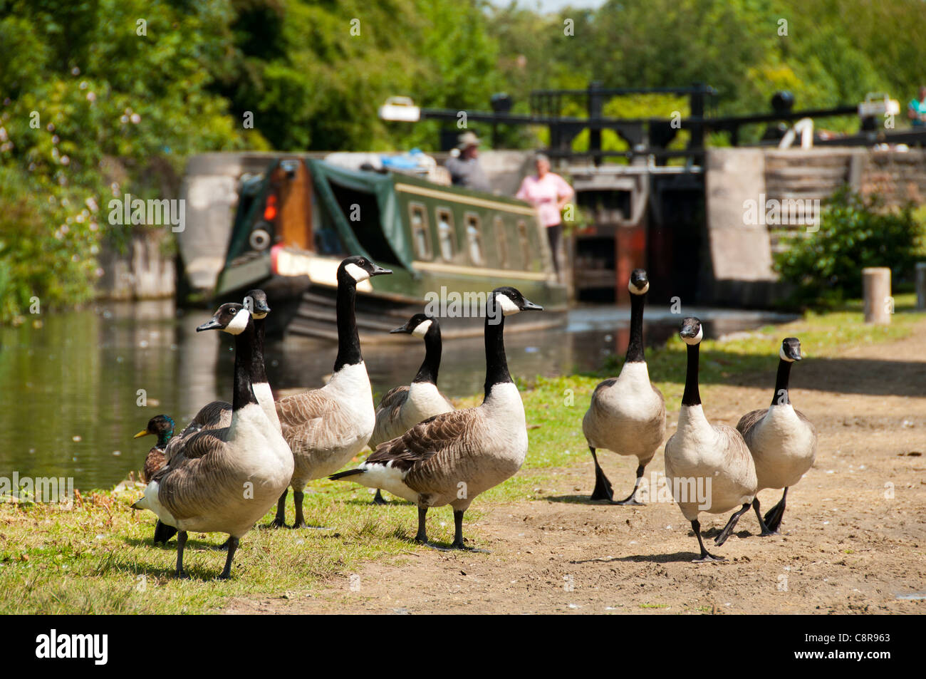 Geese goose canal boat hi res stock photography and images Alamy