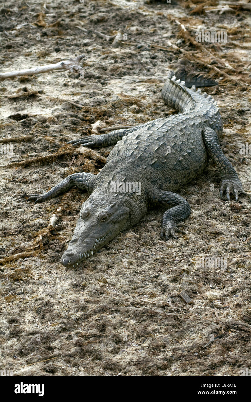 Crocodile on shore of lagoon at Punta Sur ecological park in Cozumel, Mexico Stock Photo