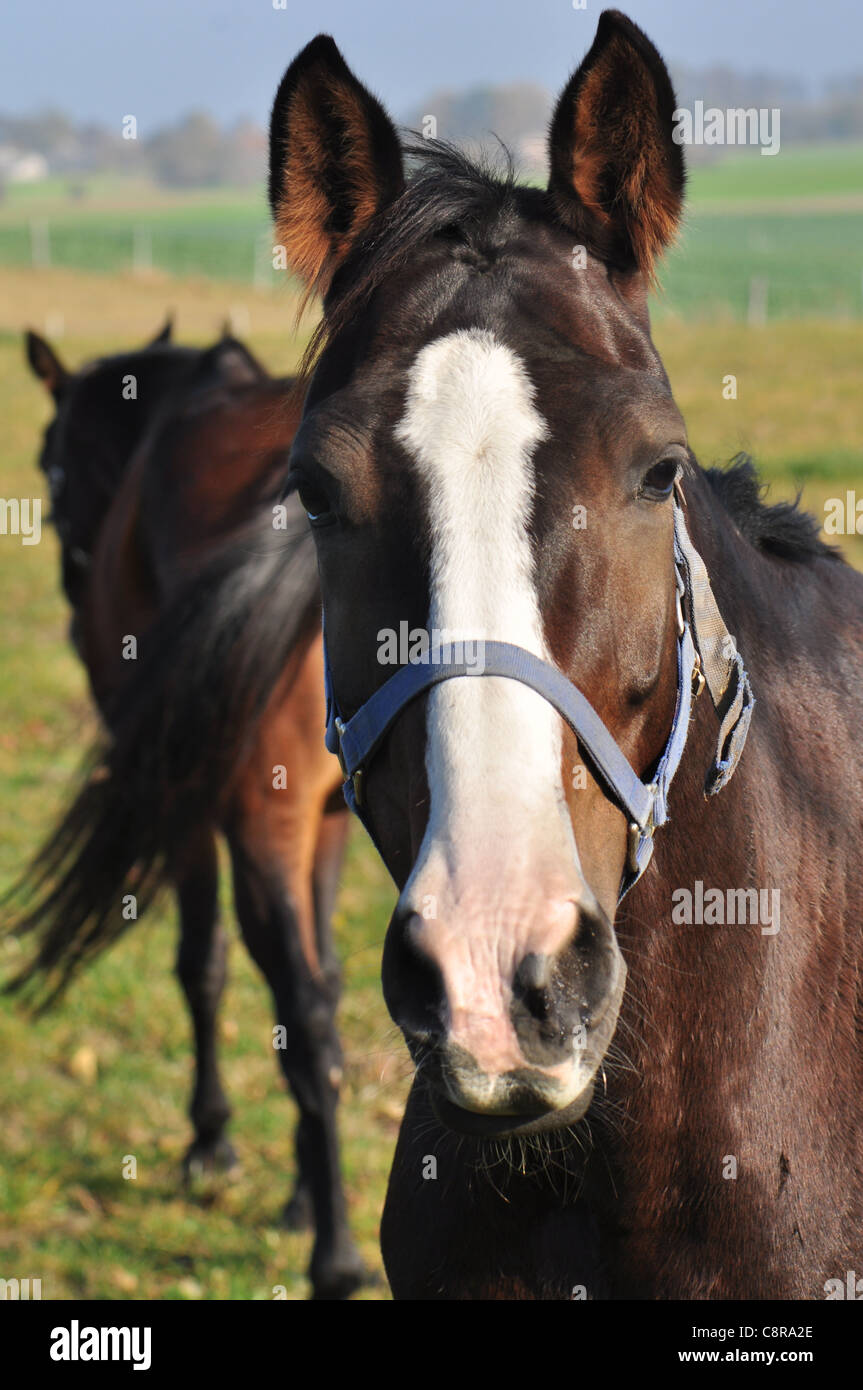 Look a gift horse in the mouth hi-res stock photography and images - Alamy