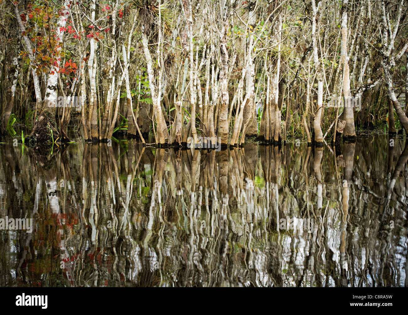 Trees growing the water of the everglades Stock Photo Alamy
