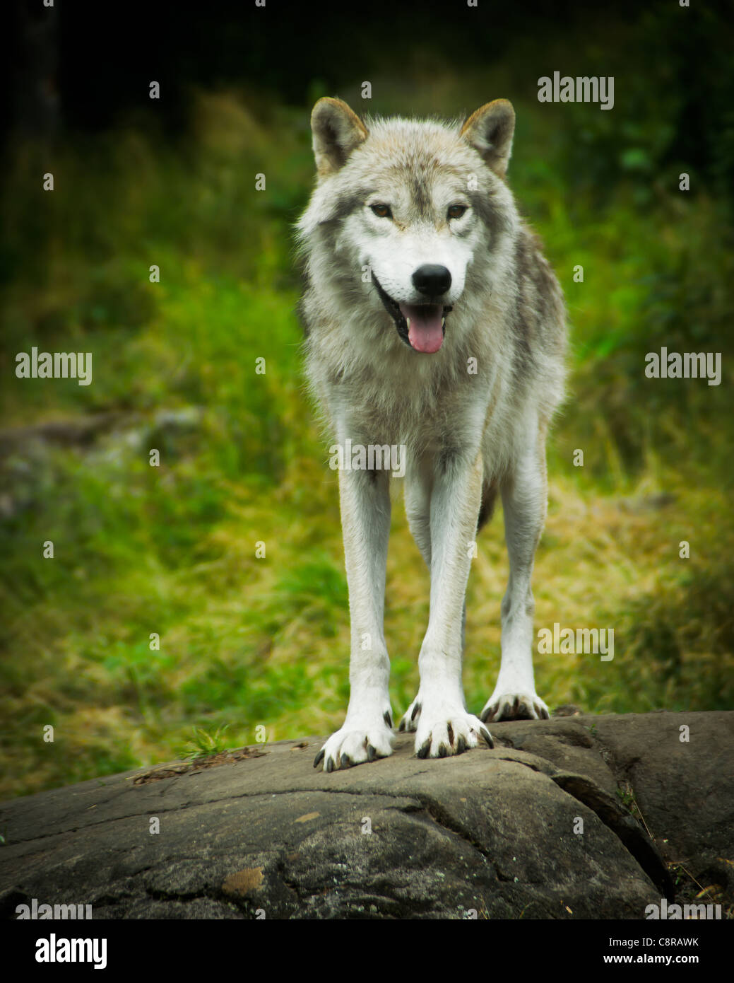 Close image of a wild, Eastern Gray Timber Wolf (Canis lupus) Standing atop a large stone ledge. Stock Photo