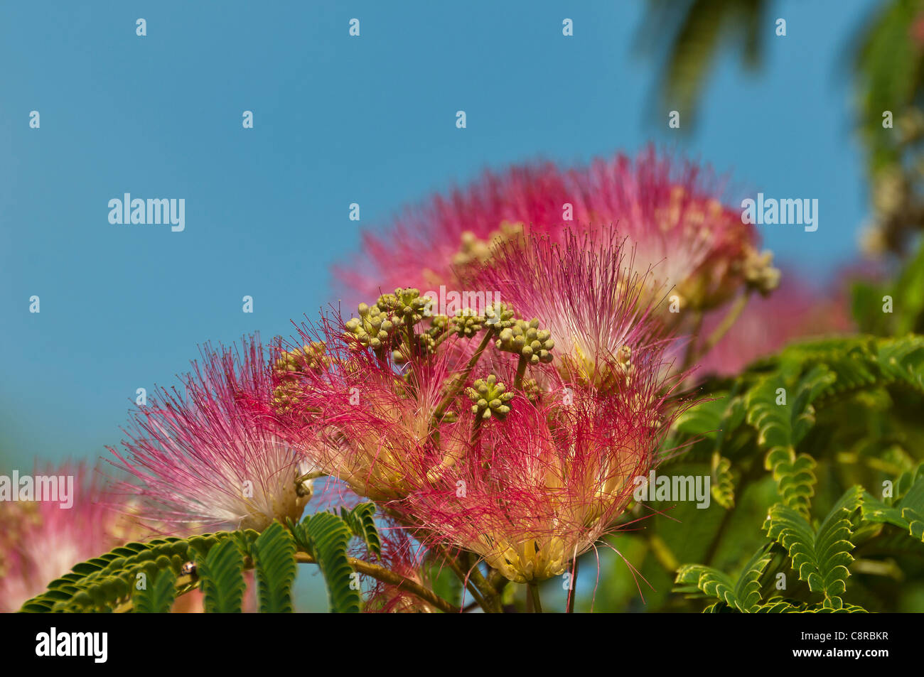 Albizia flowers Stock Photo