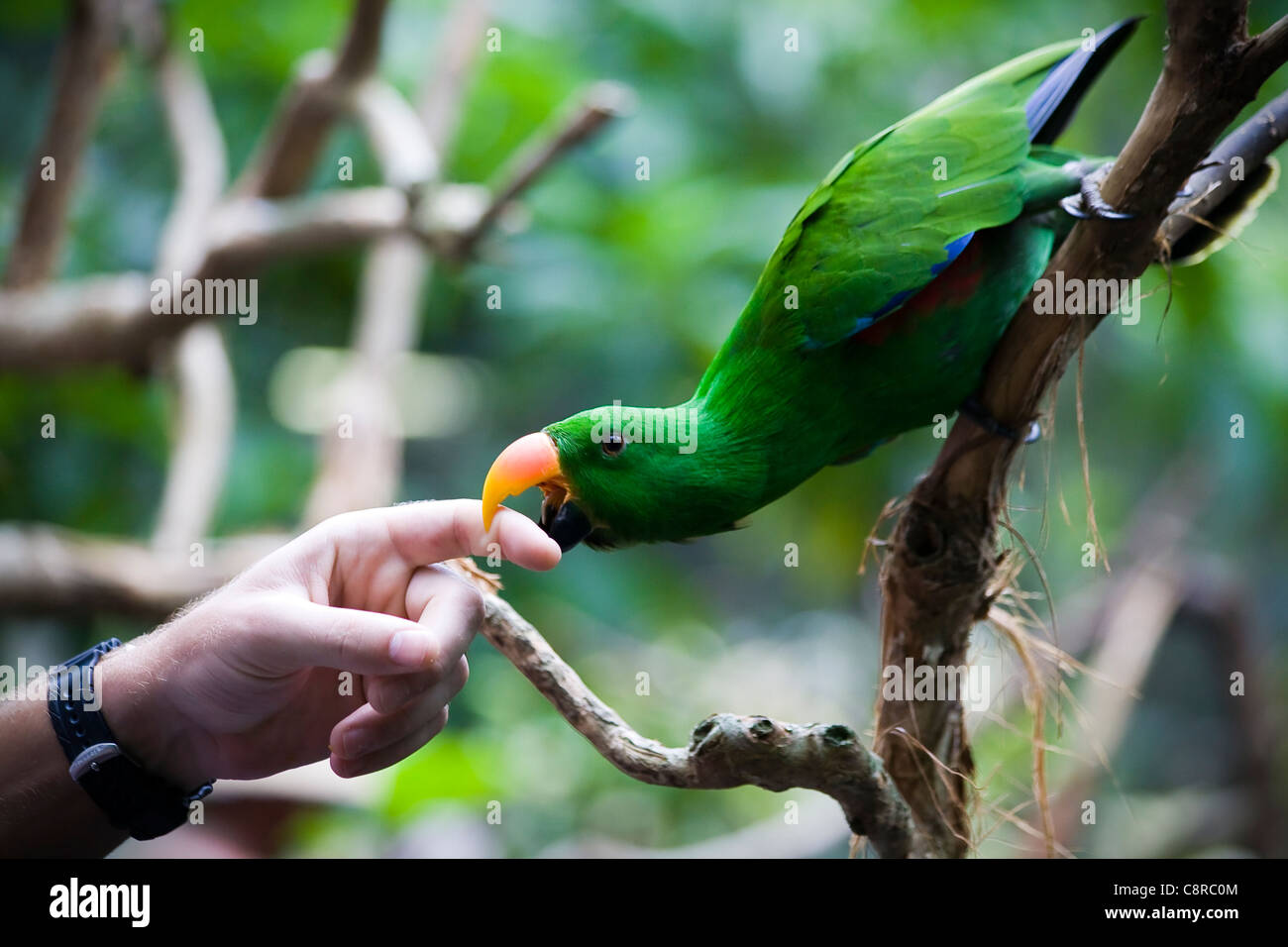 Parrot bites finger Stock Photo