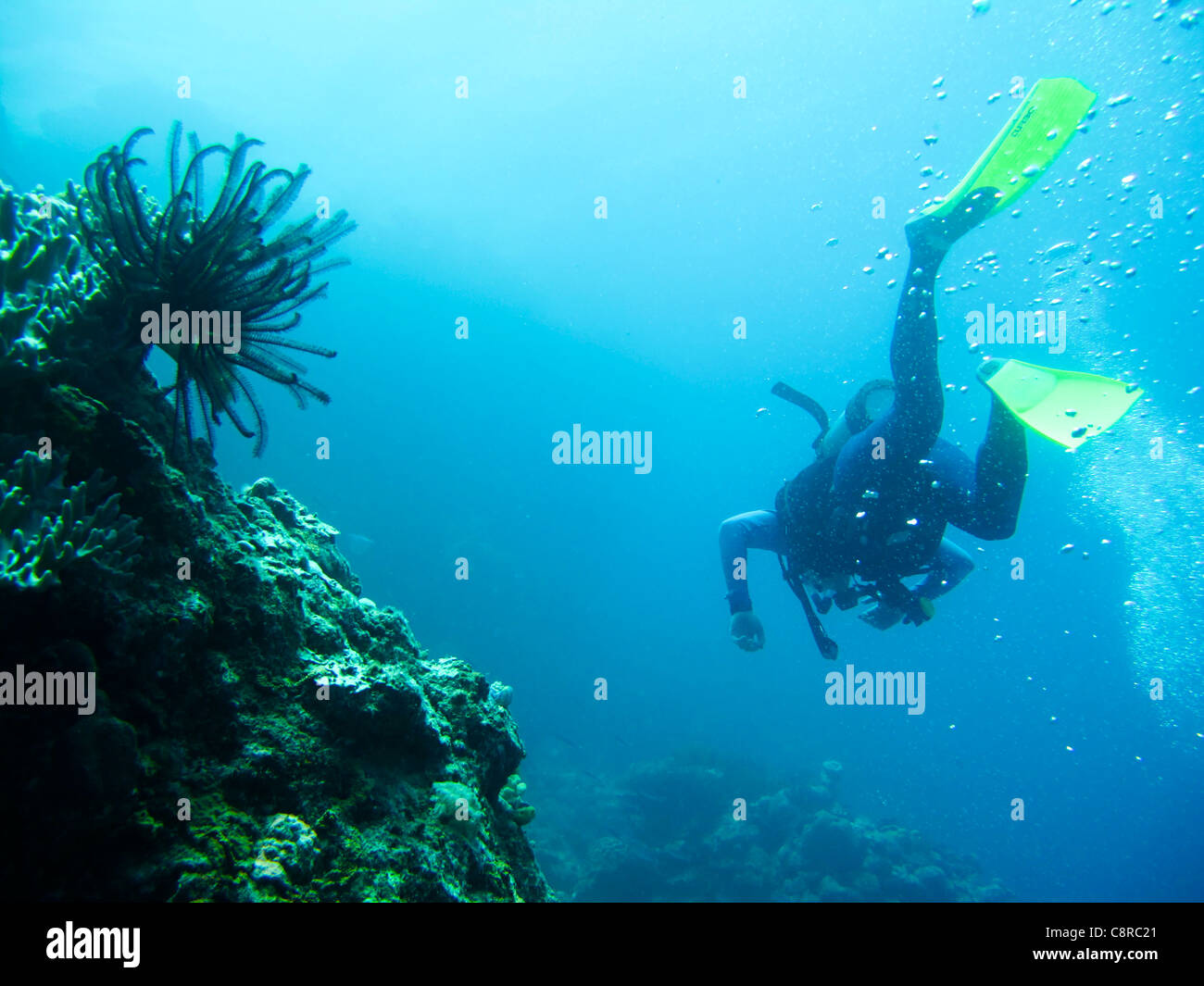 Scuba diving, Great Barrier Reef Stock Photo Alamy