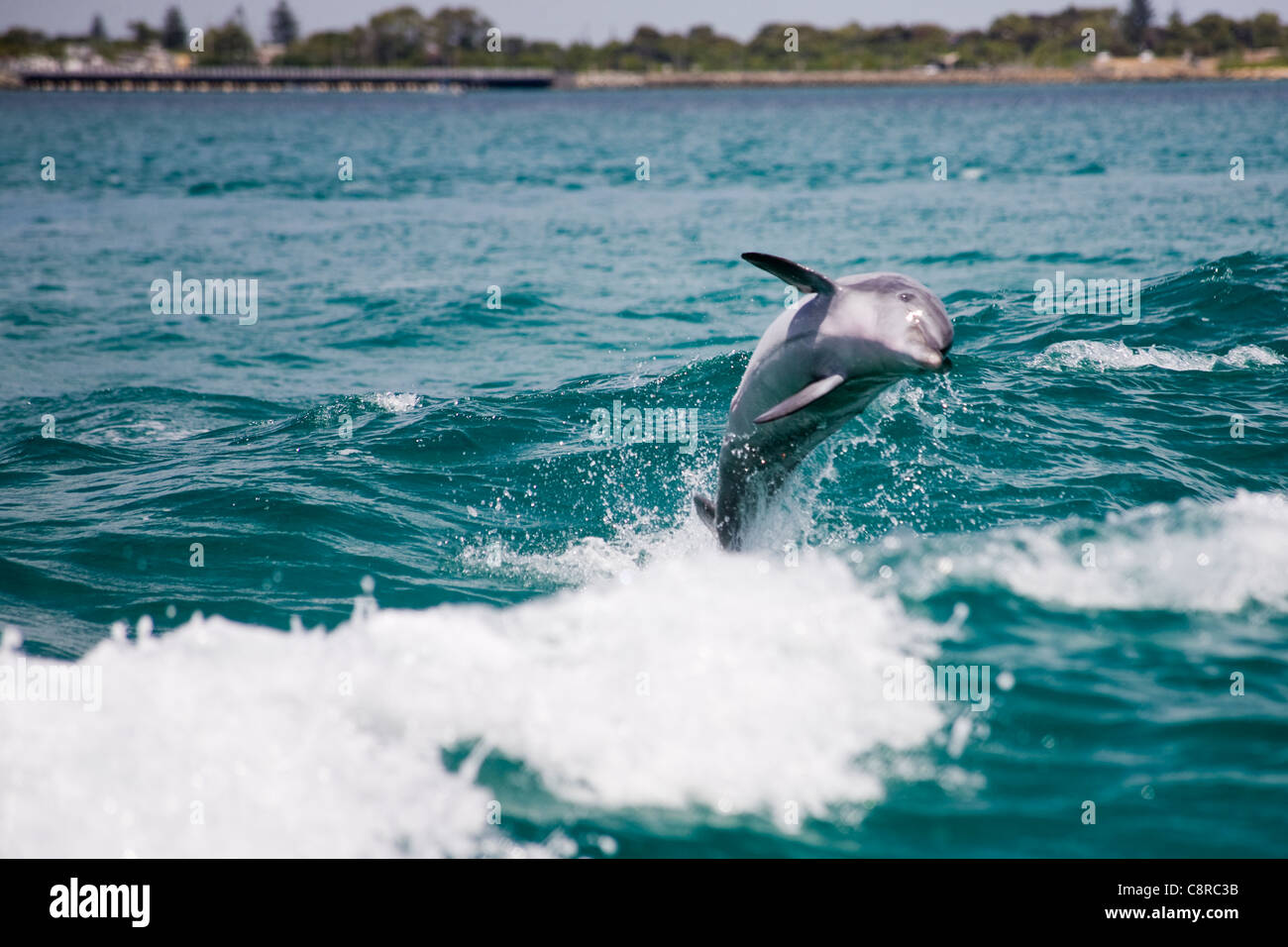 Dolphins leaping in the wake of a boat Stock Photo