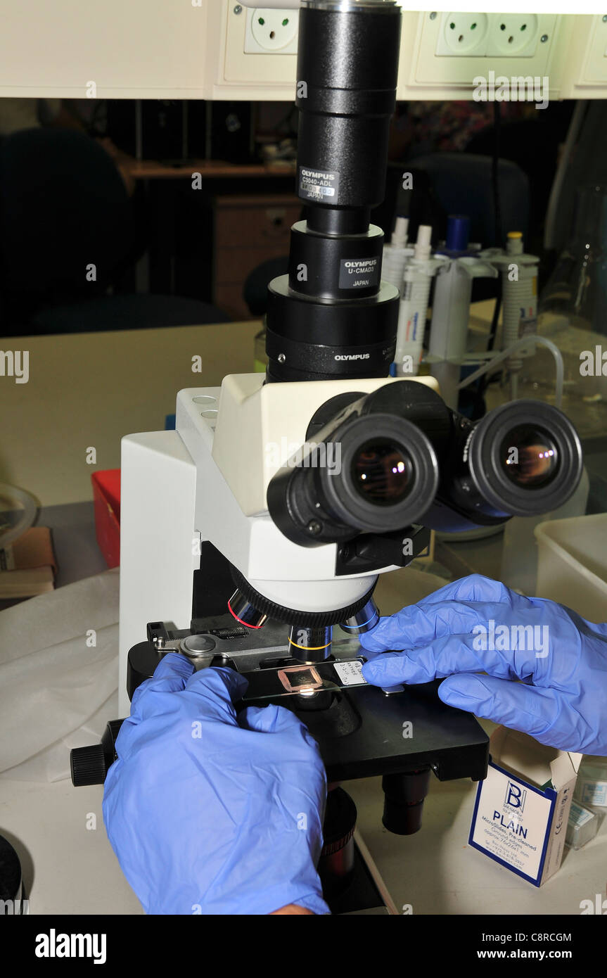 Researcher prepares slides to view under an optical microscope ...