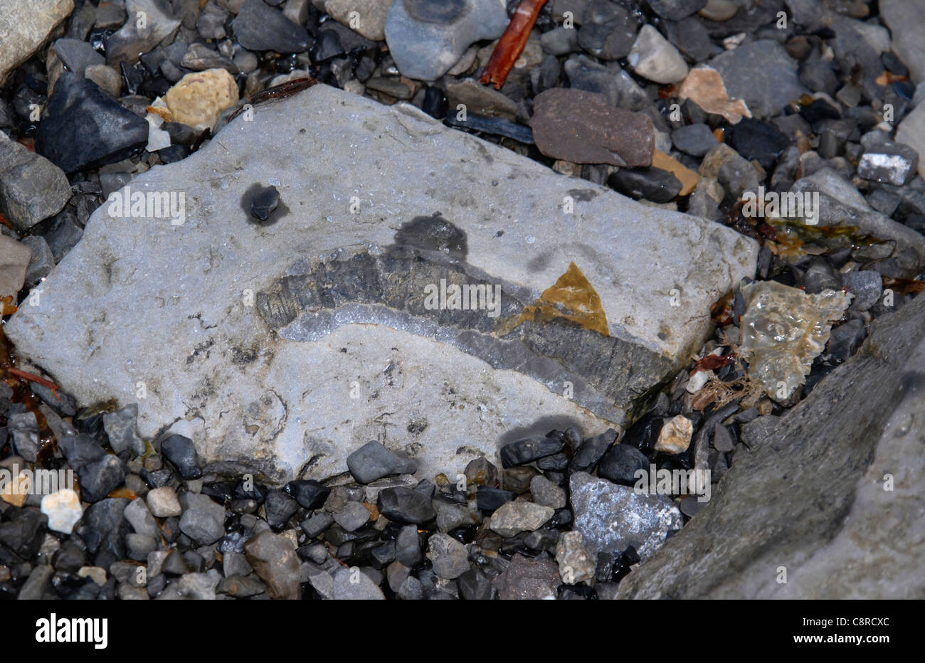 Unidentified fossil of a vertebrate, Trygghamna, Isfjord, Spitsbergen Stock Photo