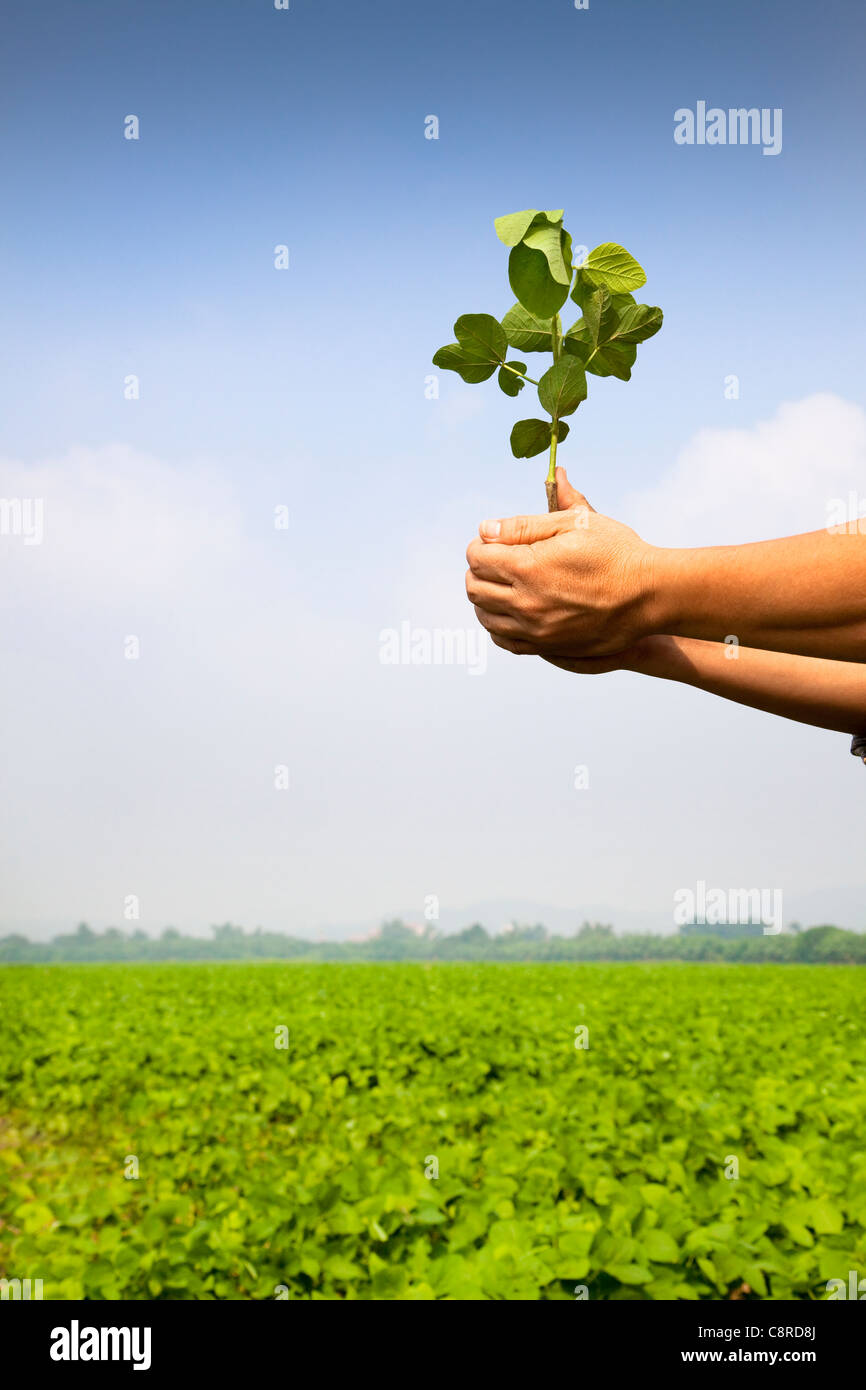 hand of farmer holding sapling on the farm Stock Photo