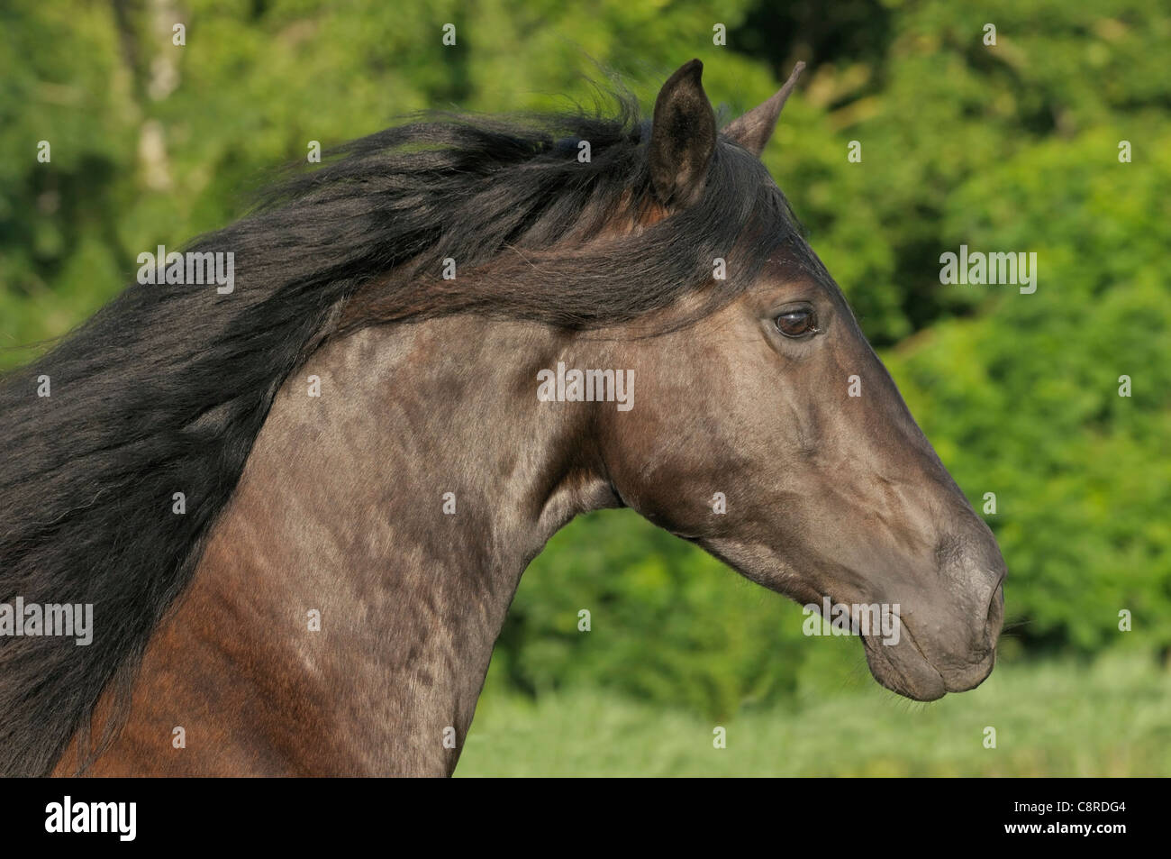 Spanish Mustang horse Stock Photo