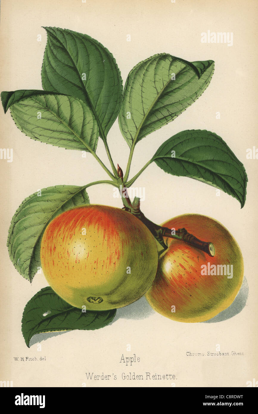 Werder's Golden Reinette apple, Malus domestica. Stock Photo