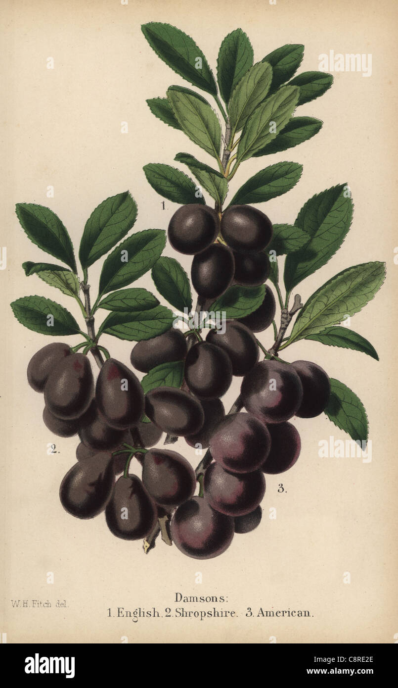 Damson plum varieties English, Shropshire and American, Prunus