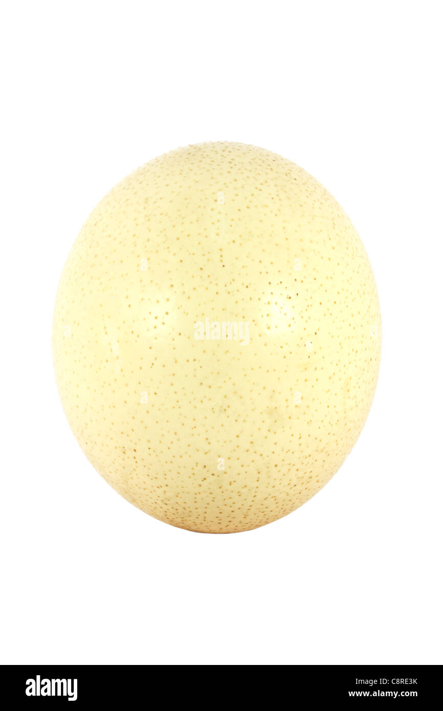 Big ostrich egg isolated on white background Stock Photo - Alamy