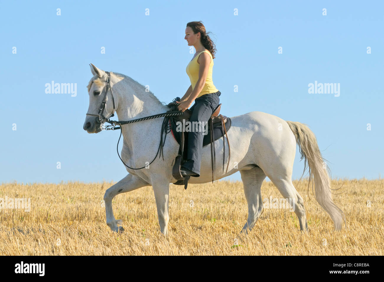 Young rider on back of Paso Fino horse tölting in a stubble field Stock Photo