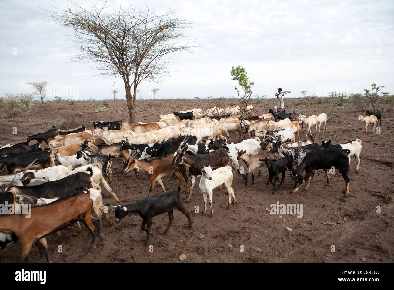 Ethiopian goat herder hi-res stock photography and images - Alamy