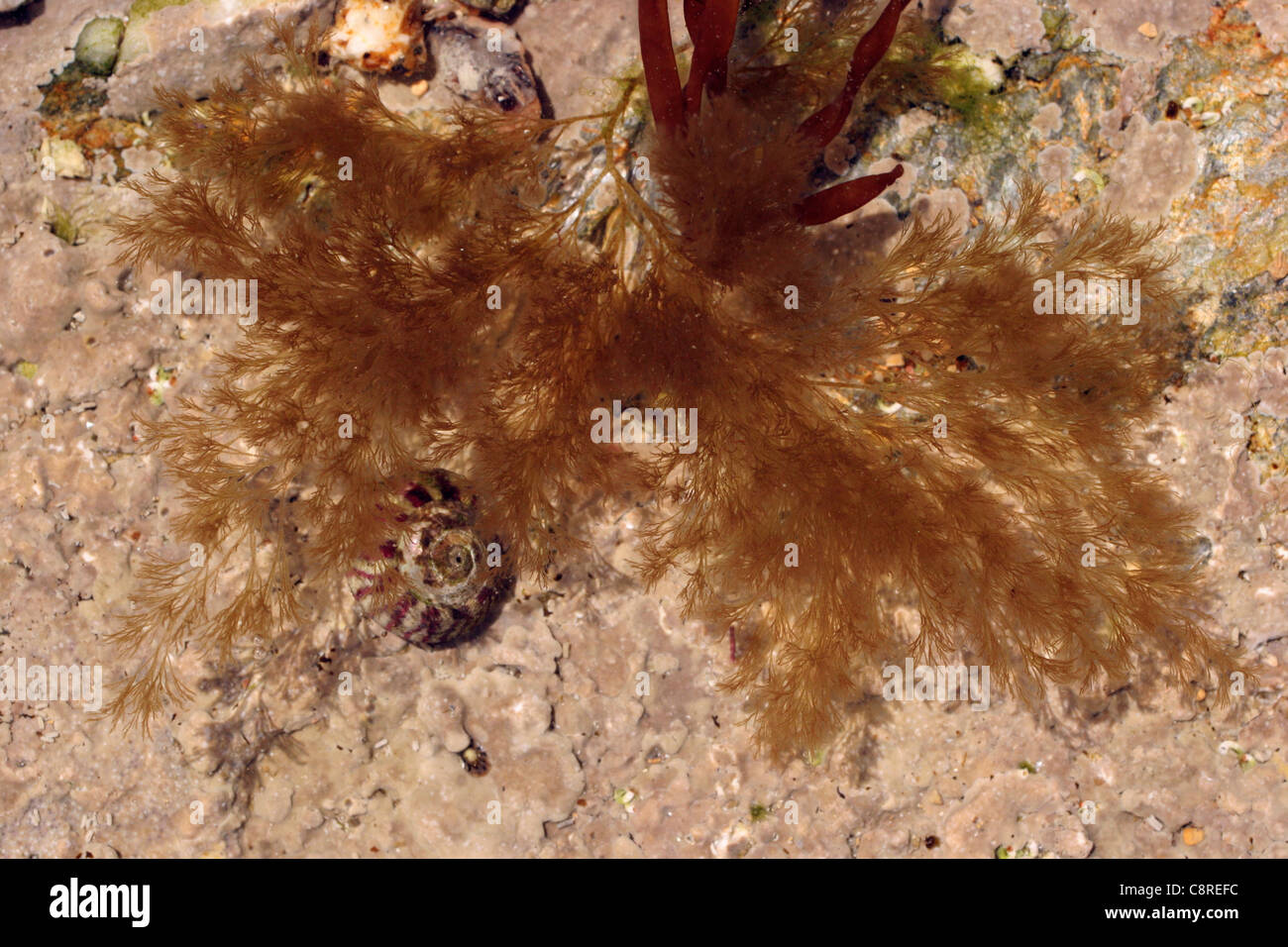 A red seaweed (Polysiphonia brodiaei) in a rockpool, UK. Stock Photo