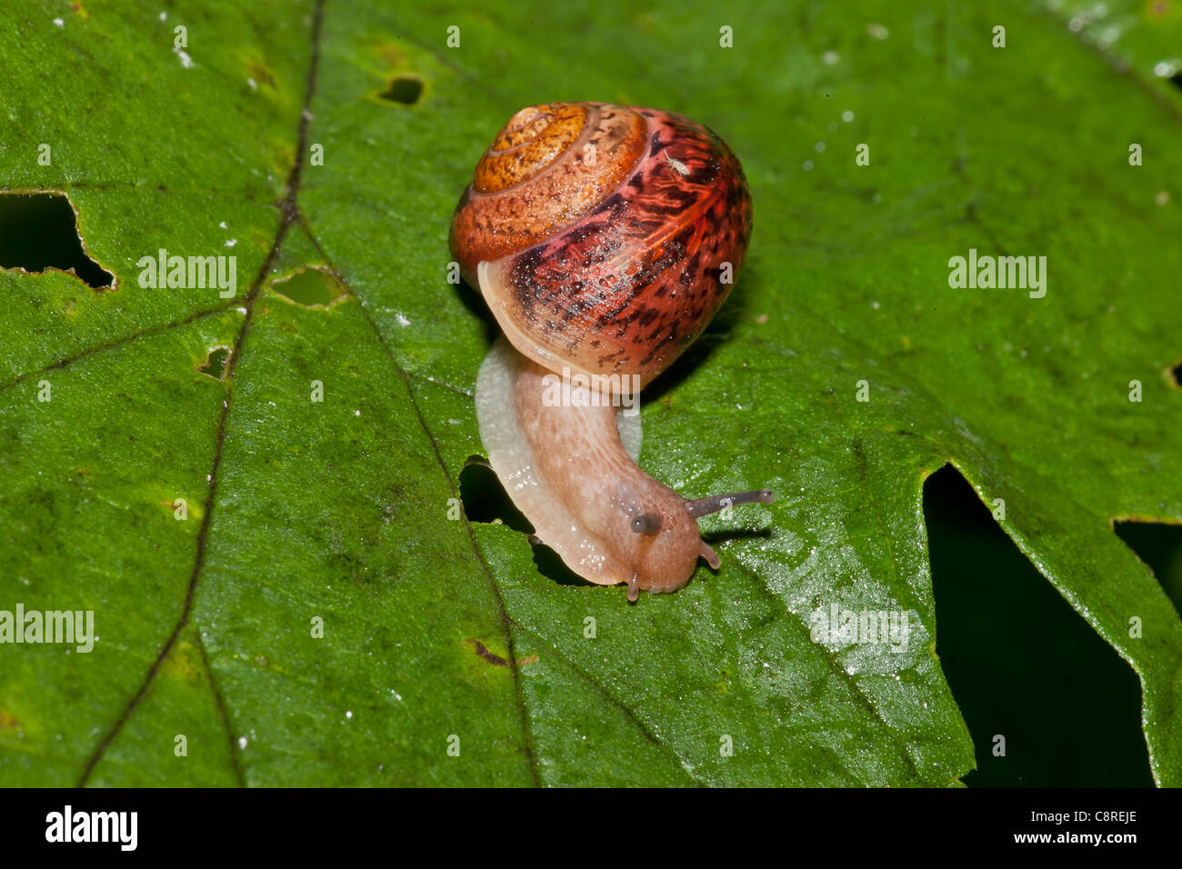 Garden snail (Cepaea hortensis) shell on the parasite eats at dawn ivy