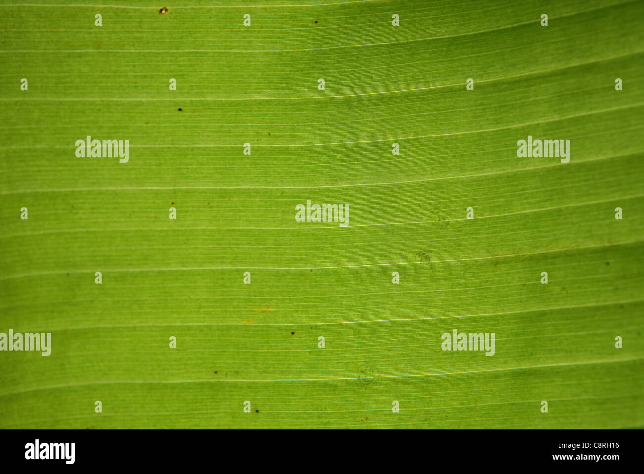 archipelago destination Fongafale Funafuti holiday Stock Photo